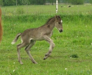 Eesti Hobune Voore Aapos