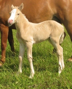 Eesti tõugu hobune Voore Adeele
