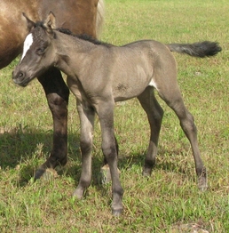 Eesti tõugu hobune Voore Annuna