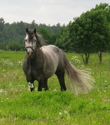Eesti tõugu sugutäkk Aiken