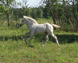 Eesti Hobune Voore Tarapita