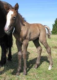 Eesti tõugu hobune Voore Alli