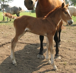 Eesti tõugu hobune Voore Amador
