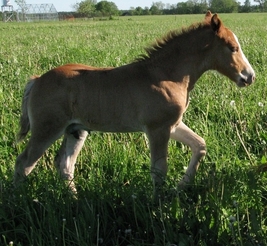 Eesti tõugu hobune Voore Ambros