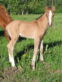 Eesti tõugu hobune Voore Aurelia