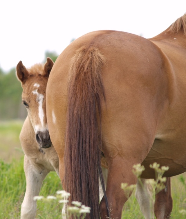 Voore Tallid - estonian native horse Voore Ranco