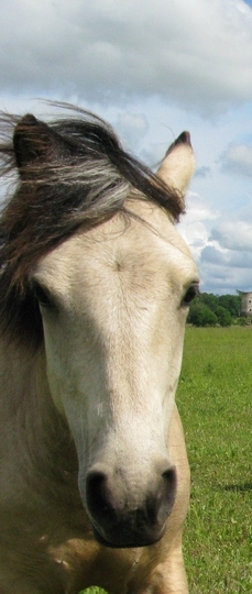Voore Tallid eesti tõugu hobune Voore Tirana
