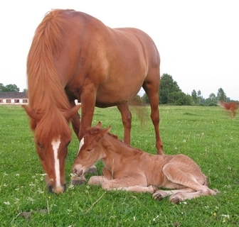 estonian native horse foal