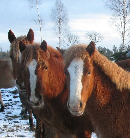 ESTONIAN NATIVE HORSE